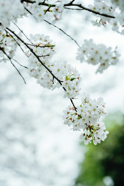 白樱花在白天盛开